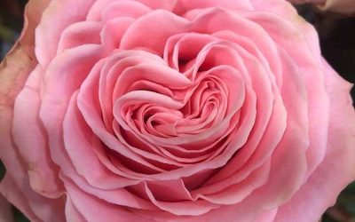 La fête des mères approche !