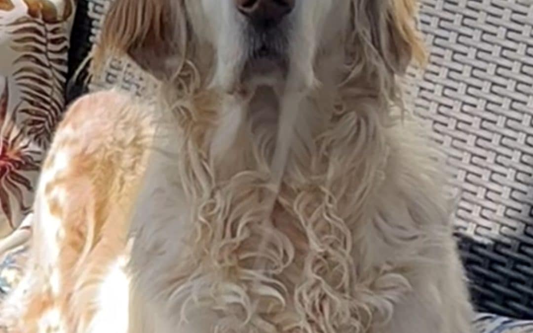 Chien perdu !