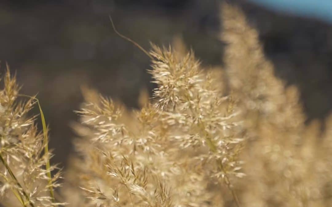 Julie Marchive – Kinésiologie 