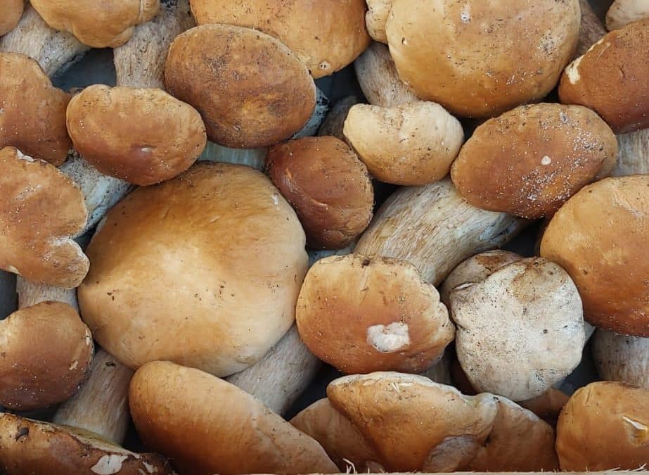 Alerte cèpes du Médoc — Le Verger Vert