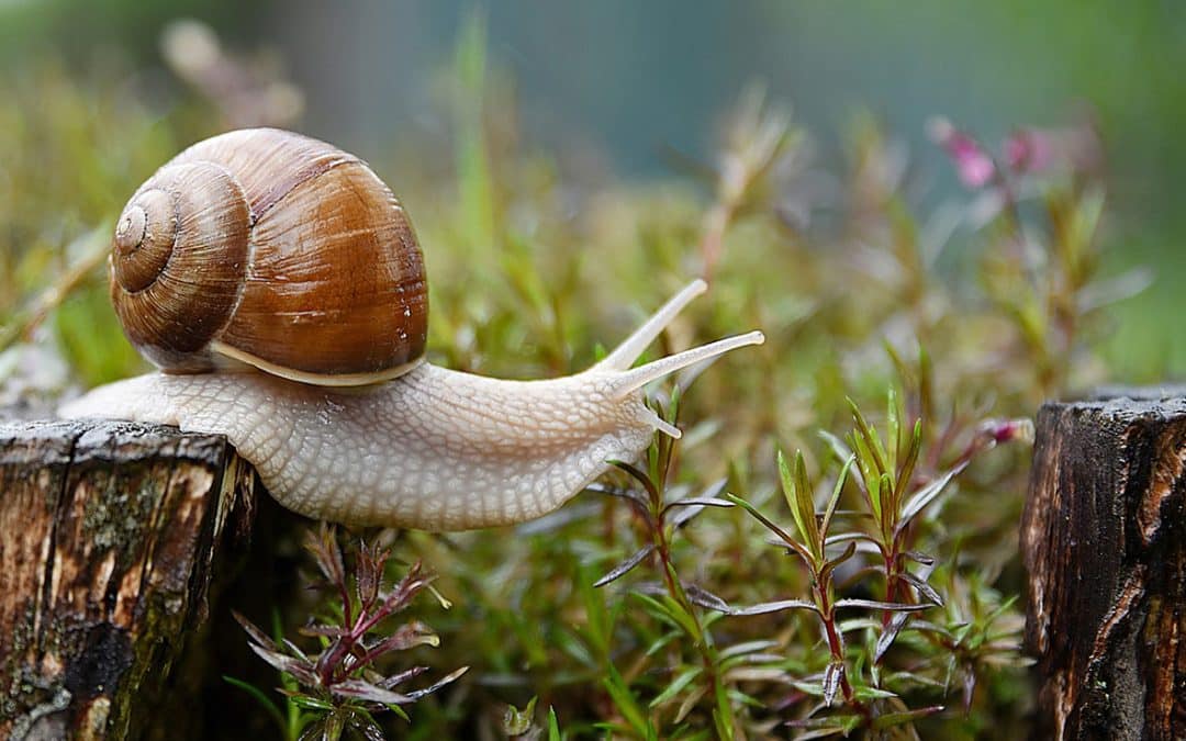 Les escargots sont arrivés pour la Fête de l&rsquo;Escargot 2026