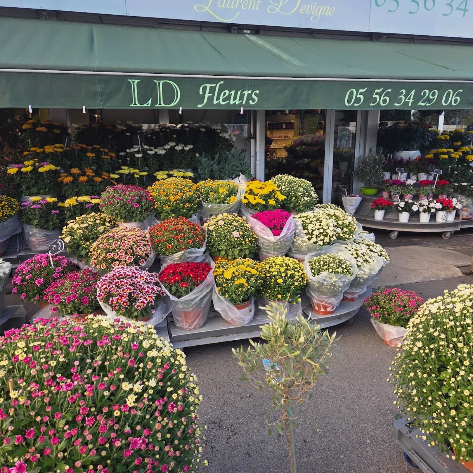 Chrysanthèmes — Laurent Devigne, artisan fleuriste de France