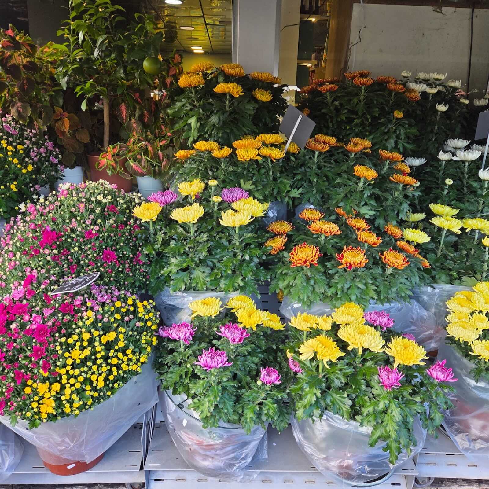 Chrysanthèmes — Laurent Devigne, artisan fleuriste de France