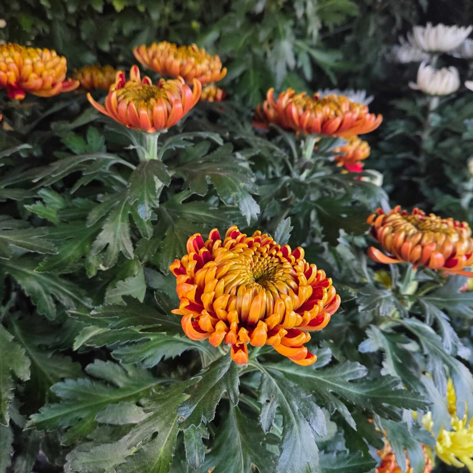 Chrysanthèmes — Laurent Devigne, artisan fleuriste de France
