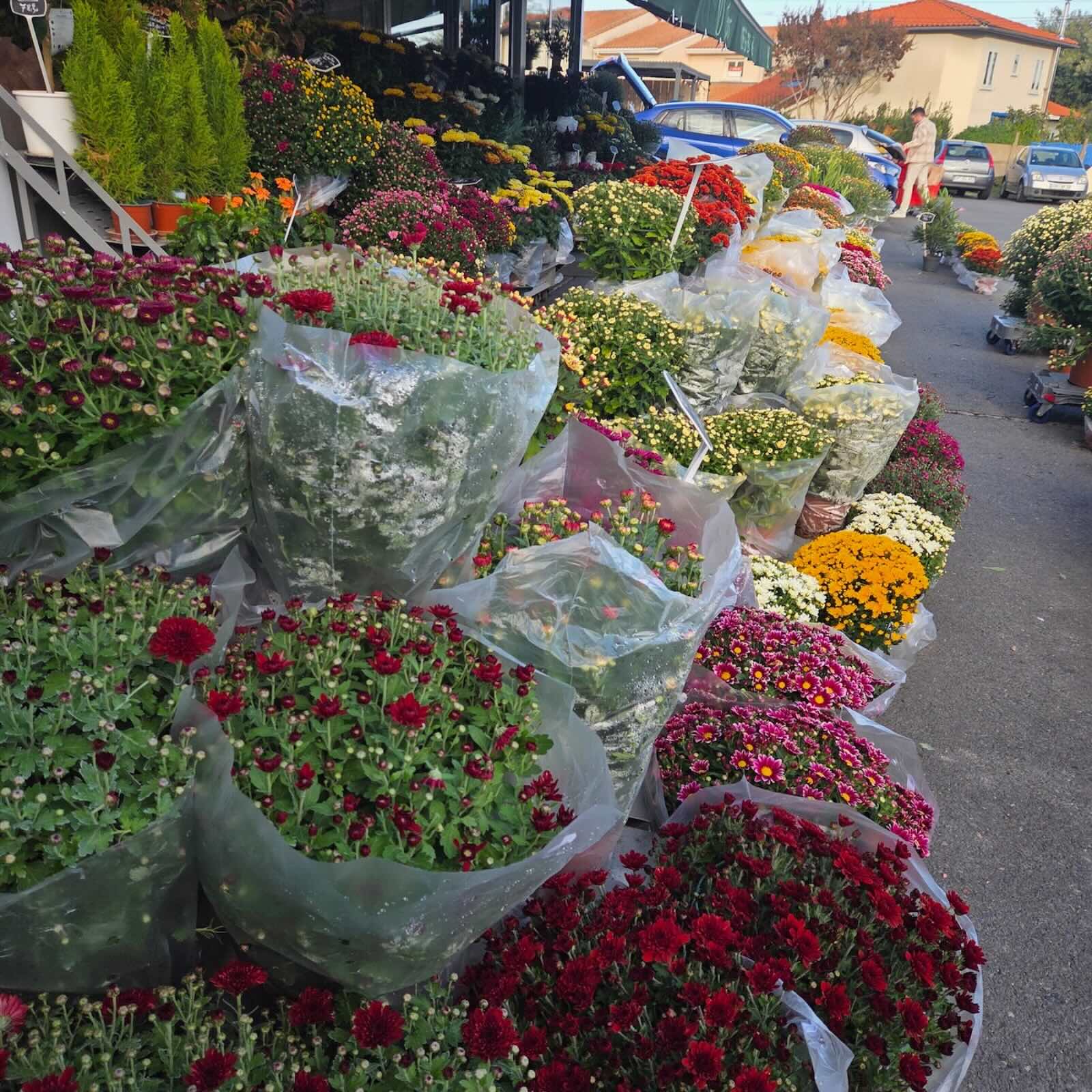 Chrysanthèmes — Laurent Devigne, artisan fleuriste de France