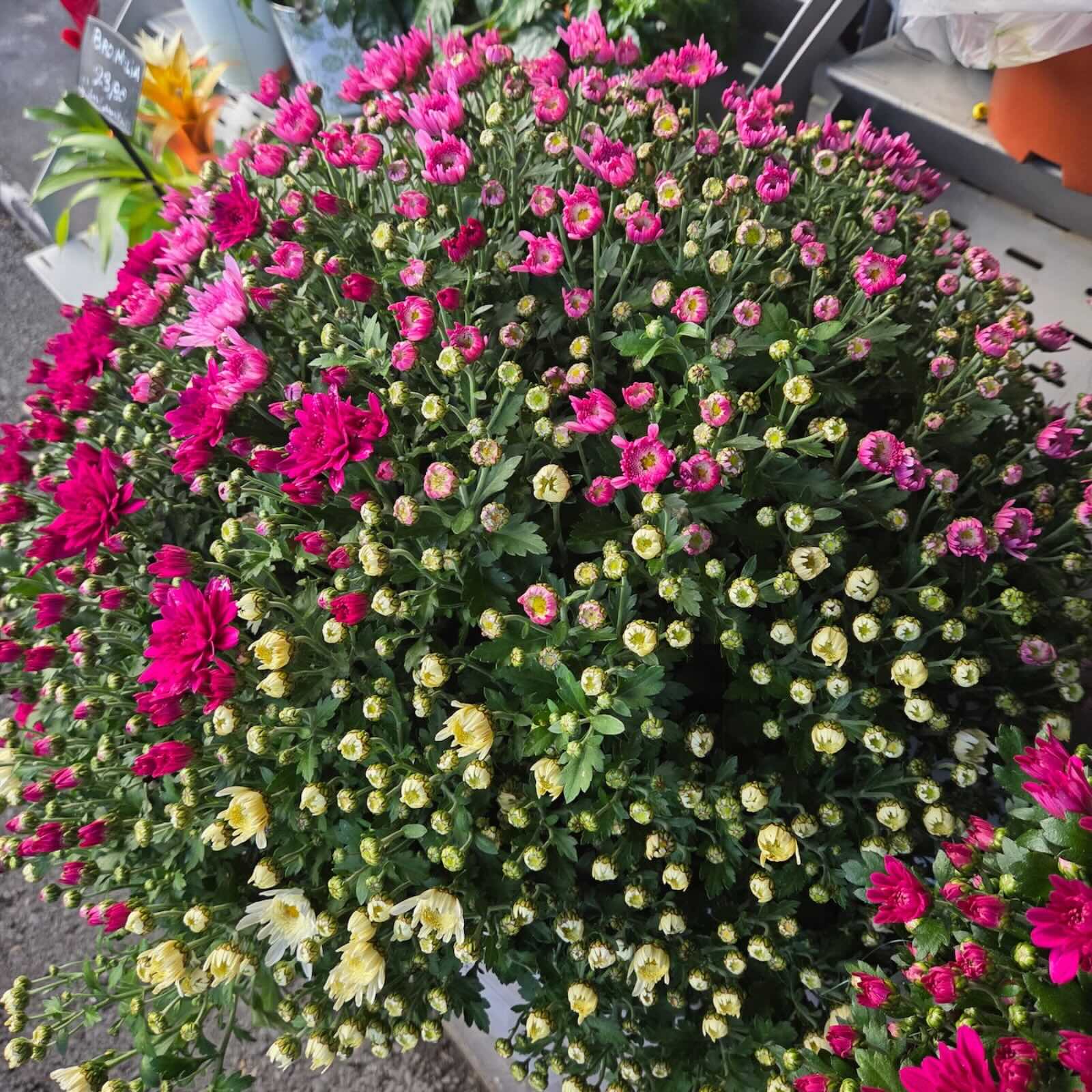 Chrysanthèmes — Laurent Devigne, artisan fleuriste de France